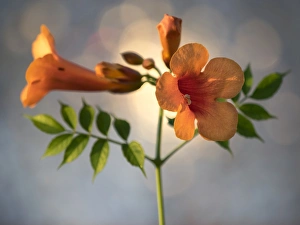 Trumpet creeper or Campsis radicans blossoms, illuminated by sunlight Trumpet creeper or Campsis radicans blossoms, illuminated by sunlight
