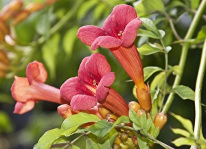 Trumpet Vine or Trumpet Creeper -Campsis radicans- Trumpet Vine or Trumpet Creeper -Campsis radicans-