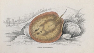 Trygon Strogylopterus Trygon Strogylopterus