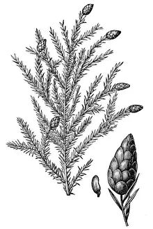 Tsuga canadensis, also known as eastern hemlock, eastern hemlock-spruce or Canadian hemlock Tsuga canadensis, also known as eastern hemlock, eastern hemlock-spruce or Canadian hemlock