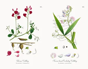 Tuberous Vetchling, Lathyrus tuberosus, Victorian Botanical Illustration, 1863 Tuberous Vetchling, Lathyrus tuberosus, Victorian Botanical Illustration, 1863