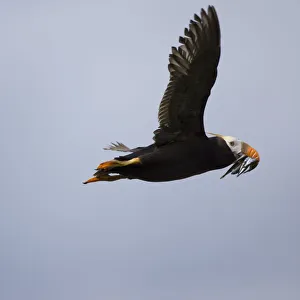 Tufted Puffin, Katmai National Park, Alaska Tufted Puffin, Katmai National Park, Alaska