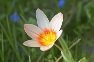Tulip -Tulipa-, Baden-Wurttemberg, Germany Tulip -Tulipa-, Baden-Wurttemberg, Germany