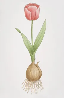 Tulipa, red Tulip flower growing out of bulb, front view Tulipa, red Tulip flower growing out of bulb, front view