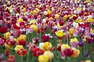 Tulips -Tulipa-, tulip field near Freiburg im Breisgau, Baden-Wuerttemberg, Germany Tulips -Tulipa-, tulip field near Freiburg im Breisgau, Baden-Wuerttemberg, Germany