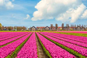Tulips, windmills and flowers in springtime, northern Amsterdam, Netherlands Tulips, windmills and flowers in springtime, northern Amsterdam, Netherlands
