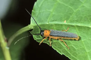 Twin Spot Longhorn Beetle (Oberea oculata) Twin Spot Longhorn Beetle (Oberea oculata)
