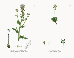Twisted-podded Whitlow Grass, Draba Incana, Victorian Botanical Illustration, 1863 Twisted-podded Whitlow Grass, Draba Incana, Victorian Botanical Illustration, 1863