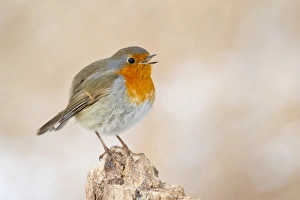 Twittering European Robin -Erithacus rubecula- on a tree stump, North Hesse, Hesse Twittering European Robin -Erithacus rubecula- on a tree stump, North Hesse, Hesse