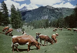 Rural Austria Photography Prints: Tyrolean Cattle