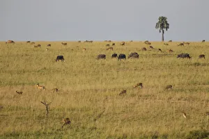 Uganda kob, Kobus kob thomasi, and Cape buffalo, Syncerus caffer, grazing, Murchison Falls National Park, Uganda Uganda kob, Kobus kob thomasi, and Cape buffalo, Syncerus caffer, grazing, Murchison Falls National Park, Uganda