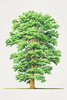 Images Dated 28th June 2006: Ulmus procera, English Elm tree