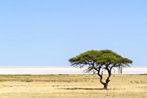 Umbrella Thorn acacia -Vachellia tortilis- in front of Etosha Pan, Etosha National Park Umbrella Thorn acacia -Vachellia tortilis- in front of Etosha Pan, Etosha National Park