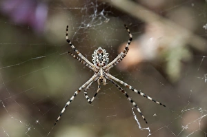Underside of female Garden Orb Spider -Argiope australis-, Hantam National Botanical Garden, Nieuwoudtville, Namaqualand, South Africa, Africa Underside of female Garden Orb Spider -Argiope australis-, Hantam National Botanical Garden, Nieuwoudtville, Namaqualand, South Africa, Africa