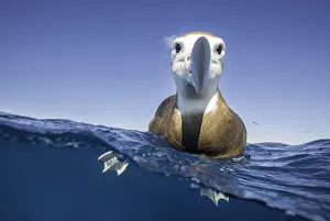 Over and underwater view of a brown headed albatross resting on the water's surface Over and underwater view of a brown headed albatross resting on the water's surface