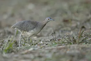 Undulated Tinamou (Crypturellus undulatus) Undulated Tinamou (Crypturellus undulatus)