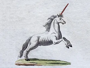 Unicorn, hand-colored copper engraving from childrens picture book by Friedrich Justin Unicorn, hand-colored copper engraving from childrens picture book by Friedrich Justin