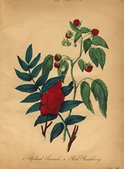 Upland Sumach and Red Raspberry Victorian Botanical Illustration Upland Sumach and Red Raspberry Victorian Botanical Illustration
