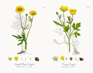 Upright Meadow Crowfoot, Ranunculus eu-acris, Victorian Botanical Illustration, 1863 Upright Meadow Crowfoot, Ranunculus eu-acris, Victorian Botanical Illustration, 1863