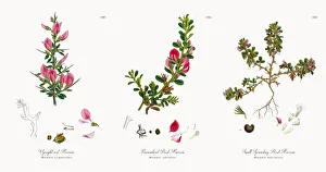 Upright rest-Harrow, Ononis campestris, Victorian Botanical Illustration, 1863 Upright rest-Harrow, Ononis campestris, Victorian Botanical Illustration, 1863