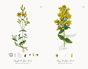 Upright St. Johnas Wort, Hypericum pulchrum, Victorian Botanical Illustration, 1863 Upright St. Johnas Wort, Hypericum pulchrum, Victorian Botanical Illustration, 1863