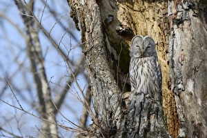 Ural owl -Strix uralensis- perched on an old tree trunk, nesting in the old tree Ural owl -Strix uralensis- perched on an old tree trunk, nesting in the old tree