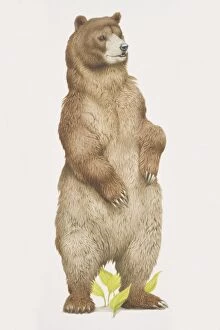 Images Dated 24th June 2006: Ursus arctos horribilis, Grizzly Bear standing on its back legs