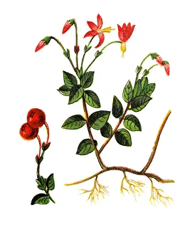 Vaccinium oxycoccos ,small cranberry, bog cranberry, swamp cranberry Vaccinium oxycoccos ,small cranberry, bog cranberry, swamp cranberry