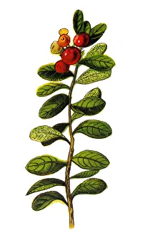 Vaccinium vitis-idaea (lingonberry, partridgeberry or cowberry) Vaccinium vitis-idaea (lingonberry, partridgeberry or cowberry)