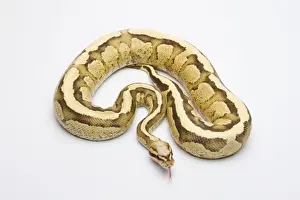 Vanilla Cream Ball Python Print - Royal Python, Male