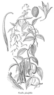 Vanilla planifolia orchid plant illustration 1880 Vanilla planifolia orchid plant illustration 1880
