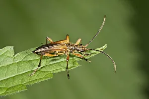 Variable Longhorn Beetle -Stenocorus meridianus-, Neubronn, Abtsgmuend, Baden-Wurttemberg Variable Longhorn Beetle -Stenocorus meridianus-, Neubronn, Abtsgmuend, Baden-Wurttemberg