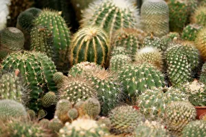 Various cacti, Mammillaria species and Golden Barrel Cacti or Mother-in-Laws Cushions Various cacti, Mammillaria species and Golden Barrel Cacti or Mother-in-Laws Cushions