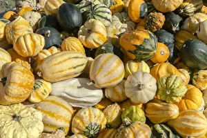 Austrian Pumpkins Print