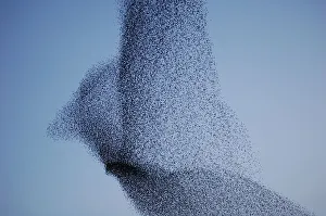 Vast bird-shaped murmuration flock of starlings Vast bird-shaped murmuration flock of starlings