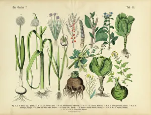 Vegetables, Fruit and Berries of the Garden, Victorian Botanical Illustration Vegetables, Fruit and Berries of the Garden, Victorian Botanical Illustration