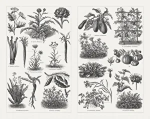 Vegetables, wood engravings, published in 1897 Vegetables, wood engravings, published in 1897