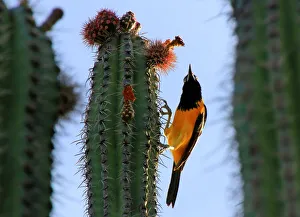 Venezuelan troupial (icterus icterus) on a cactus Venezuelan troupial (icterus icterus) on a cactus
