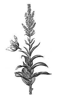 Veratrum album (false helleborine, white hellebore, European white hellebore, or white veratrum) Veratrum album (false helleborine, white hellebore, European white hellebore, or white veratrum)