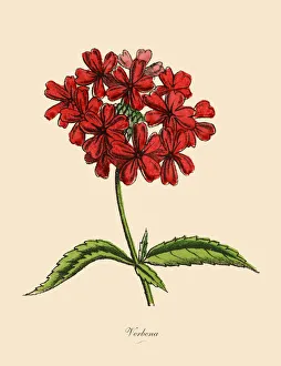 Verbena Plants, Victorian Botanical Illustration Verbena Plants, Victorian Botanical Illustration