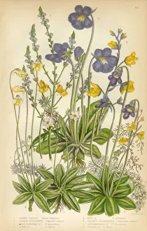 Verbena, Vervain, Butterworth, Pinguicula, Bladderwort, Victorian Botanical Illustration Verbena, Vervain, Butterworth, Pinguicula, Bladderwort, Victorian Botanical Illustration