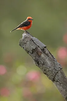 Vermilion Flycatcher (Pyrocephalus rubinus) Vermilion Flycatcher (Pyrocephalus rubinus)