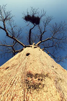 Vertical viewpoint of a Boabab tree - Mussina South Africa Vertical viewpoint of a Boabab tree - Mussina South Africa