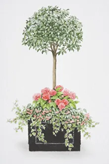Viburnum tinus, tree-like mop-headed shrub, with an underplanting of pink rose-like Viburnum tinus, tree-like mop-headed shrub, with an underplanting of pink rose-like