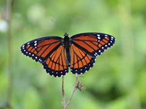 Viceroy butterfly, Limenitis archippus, mimics pattern and coloration of Monarch Viceroy butterfly, Limenitis archippus, mimics pattern and coloration of Monarch