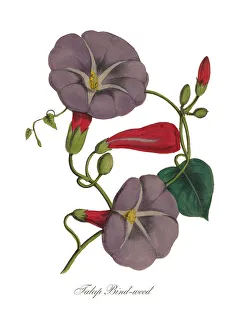 Victorian Botanical Illustration of Bindweed or Morning Glory Victorian Botanical Illustration of Bindweed or Morning Glory