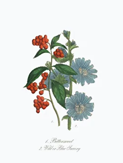 Victorian Botanical Illustration of Bittersweet and Blue Succory Victorian Botanical Illustration of Bittersweet and Blue Succory
