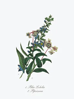 Victorian Botanical Illustration of Blue Lobelia and Pipsissewa Victorian Botanical Illustration of Blue Lobelia and Pipsissewa