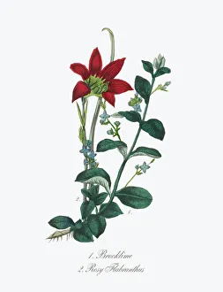 Victorian Botanical Illustration of Brooklime and Rosy Flabranthus Victorian Botanical Illustration of Brooklime and Rosy Flabranthus