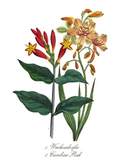 Victorian Botanical Illustration of Carolina Pink and Wachendorfia Victorian Botanical Illustration of Carolina Pink and Wachendorfia